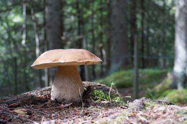 Symbolbild: Steinpilz im Wald 