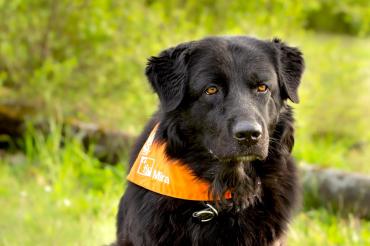 Therapiehündin Mira 