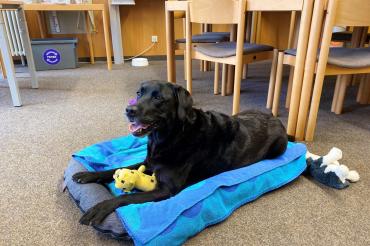 Das Bild zeigt den Schulhund Lotte an der Realschule Maria Stern Nördlingen