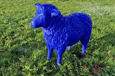 Fahndungsfoto blaues Schaf.