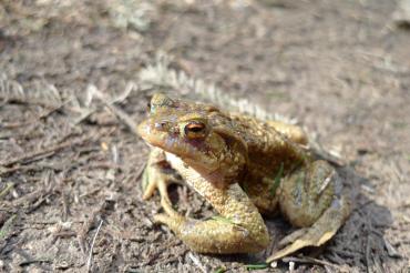 Im Bild ist eine Erdkröte zu sehen.