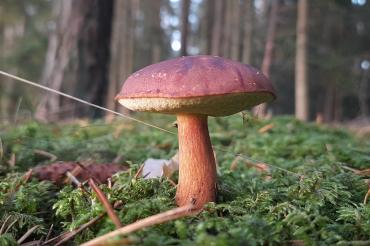 Pilz im Schwalbtal