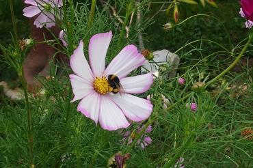 Auch heuer verteilen die beiden Referenten für Umwelt und Landwirtschaft Stefan Reicherzer und Christian Scholz wieder Blumensamen zur Aussaat im Garten. 