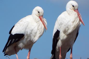 Tilly, der männliche Storch (Bild rechts), ist größer als seine Partnerin. Milly (links) erkennt man auch an den vereinzelten weißen Federn zwischen den schwarzen, auch der Schnabel ist kleiner und heller.