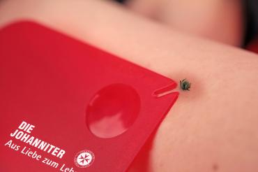 Bei einem Zeckenbiss sollte schnell gehandelt werden.