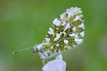Das Foto zeigt einen Aurorafalter auf seinem Ansitz und Futterpflanze, dem Wiesenschaumkraut.