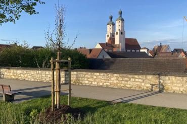 Bild der Baumpflanzugen