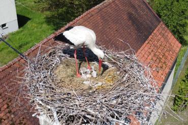 Tilly und Milly Störche Rain 