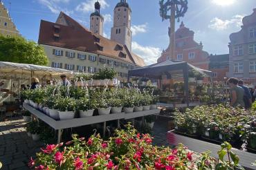 Der Fuchsienmarkt 2023 in Wemding.