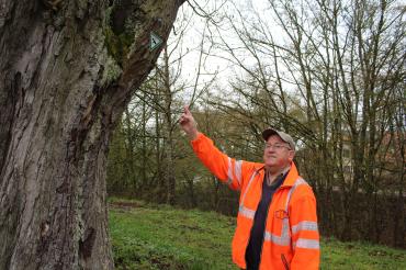 Ludwig Pfister kümmert sich um Naturdenkmale, wie hier eine Gruppe Kastanien, die über 300 Jahre alt sind.