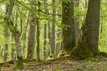 Beispiel für einen Mischwald.