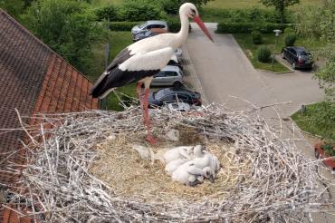 Rainer Störche Tilly und Milly haben Junge bekommen.