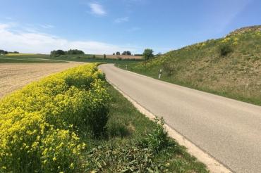 Orientalisches Zackenschötchen in voller Blüte - am Straßenrand und teilweise auch schon im angrenzenden Hang