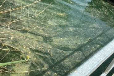 Die Blaualgen zeigen sich durch Schlieren auf der Wasseroberfläche. 