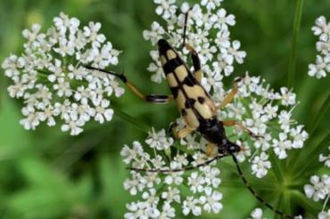 Gefleckter Schmalbock (Rutpela macuata).