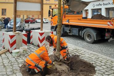 Neben der auffälligen Rubinie am Weinmarkt wurden weitere 83 Bäume vom städtischen Baubetriebshof gepflanzt. 