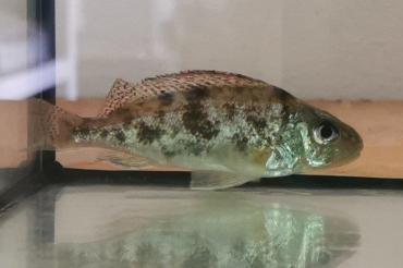 Ein ganz besonderer Fisch - Der Donaukaulbarsch.