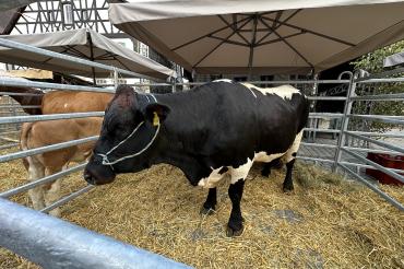 Viehmarkt des historischen Stadtfest Monheim