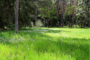 Naturwaldreservat Schneetal