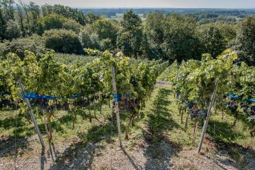Weintrauben an den Hängen von Schloss Leitheim