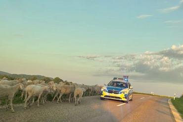 Schafherde flüchtet auf Fahrbahn