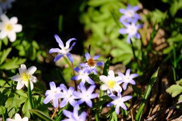 Das Bild zeigt Blumen mit einer Biene.