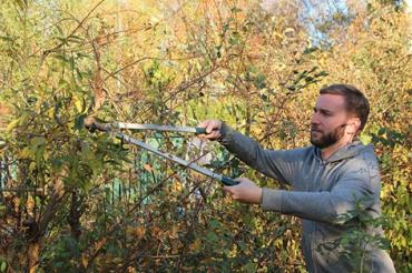 Gehölzschnitt im Herbst 