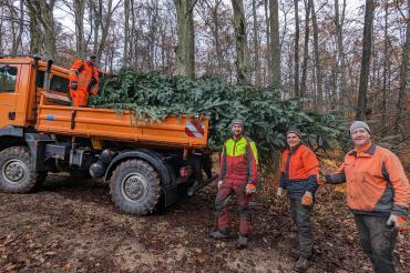 Die Waldarbeiter der Stadt Donauwörth Konrad, Siggi, Max und Josef (von rechts) kümmern sich um die fachgerechte Fällung und den Transport der Tannen.