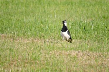 Auf dem Bild ist ein Kiebitz zu sehen.