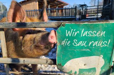 Auf dem Bild ist ein Schwein zu sehen.