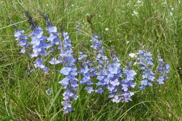 Österreichischer Ehrenpreis.
