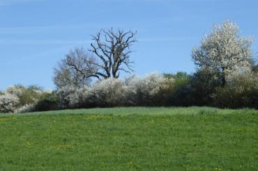 Auf dem Bild ist eine Hecke zu sehen.