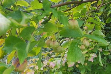 Seltene Pimpernuss mit Früchten 