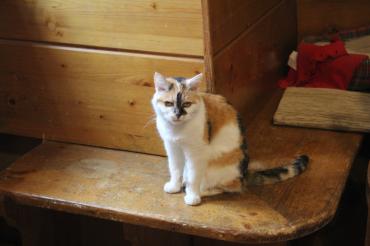 Hier sieht man Turmkatze Wendelstein.