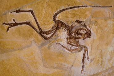 Im Museum Solnhofen werden Fossilfunde des Archaeopteryx ausgestellt.