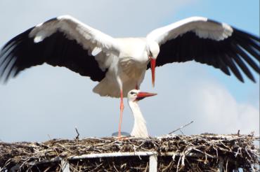 Die neuen Störche haben sich in dem Nest niedergelassen.