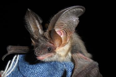 Fledermaus