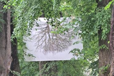 Bäume prägen nicht nur das Nördlinger Stadtbild, sondern sind auch Thema der Open-Air-Ausstellung „Die Luft zum Atmen“ mit Begleitprogramm (das Bild zeigt den Bäumlesgraben). 