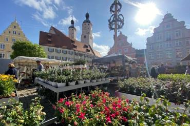 Altstadt voller Blumen