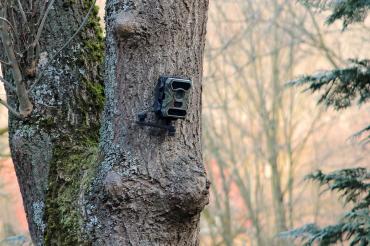 Hier sieht man eine Wildkamera an einem Baum.