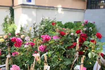 Archivbild Rosenmarkt 2022