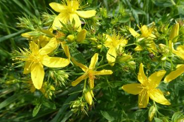 Hypericum perforatum, Johanniskraut