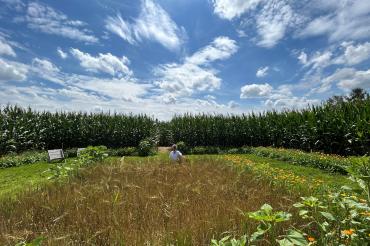 In der Mitte des Labyrinth steht ein "Bett im Kornfeld". Auf mehreren Tafeln gibt es Informationen über verschiedene Blumen und Getreide. 