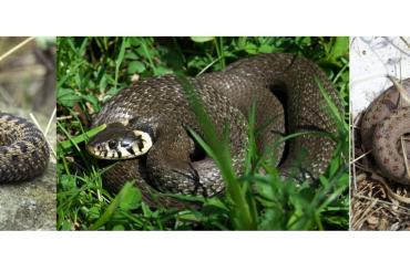 Das Bild zeigt eine Kreuzotter (links), eine Ringelnatter (Mitte) und eine Schlingnatter (rechts). 