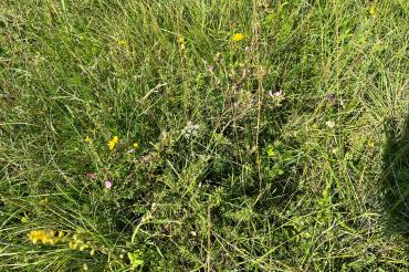 Das Bild zeigt Fauna und Flora im Ries.