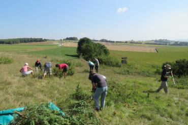 Hier sieht man freiwillige Helfer bei der Heidepflege.