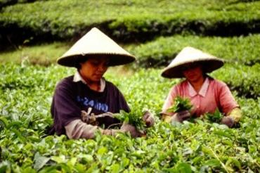 Tee! Schwarz-Grün-Weiss! - Teeverkostung 