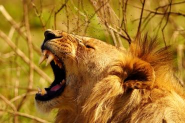 Hier sieht man einen schreienden Löwen.