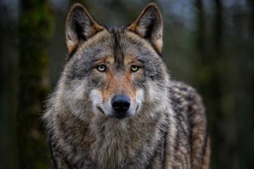 Ein eurasischer Grauwolf.