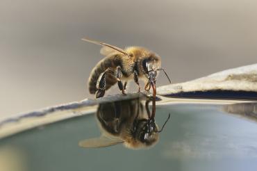 Durstige Biene
